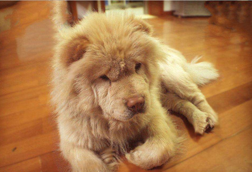 纯种松狮犬图片_宠物松狮狗图片