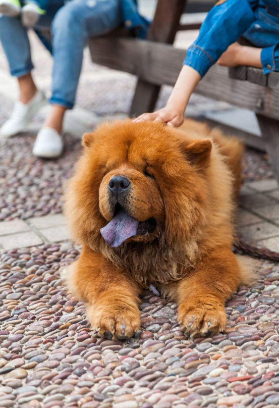 纯种松狮犬图片_宠物松狮狗图片