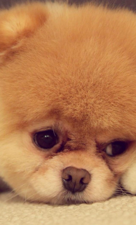 纯种松狮犬图片_宠物松狮狗图片