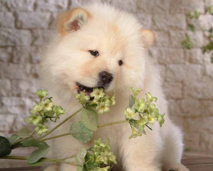 纯种松狮犬图片_宠物松狮狗图片