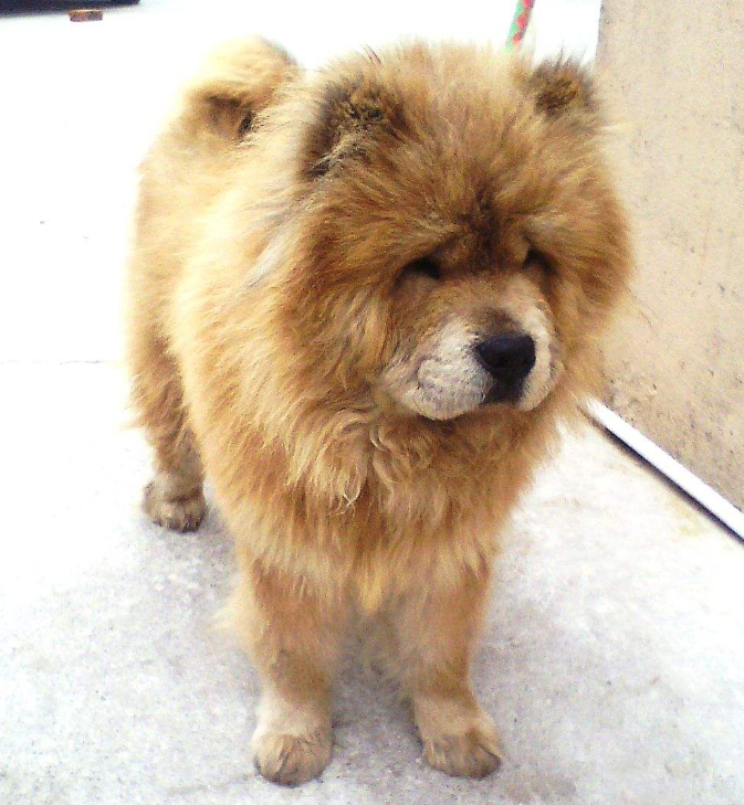 纯种松狮犬图片_宠物松狮狗图片