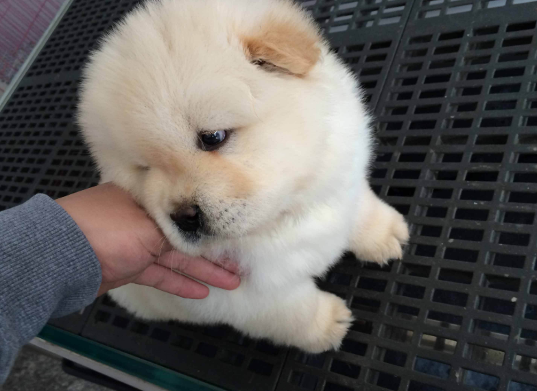 纯种松狮犬图片_宠物松狮狗图片