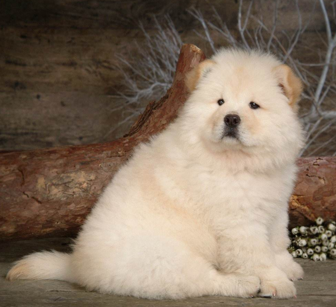 纯种松狮犬图片_宠物松狮狗图片
