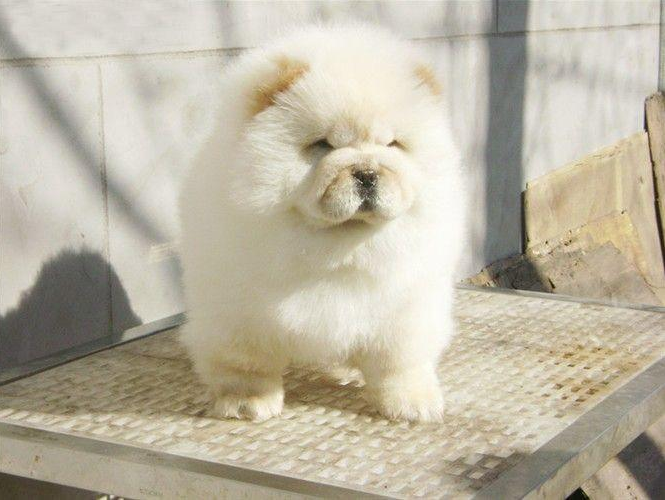 纯种松狮犬图片_宠物松狮狗图片