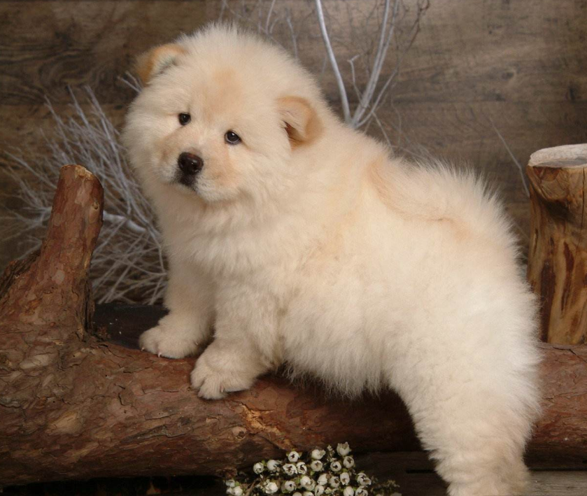 纯种松狮犬图片_宠物松狮狗图片