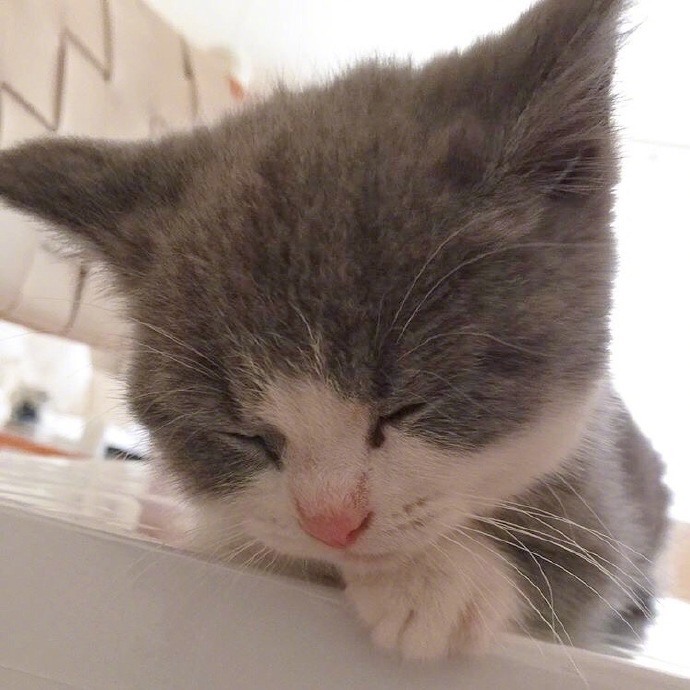 萌萌哒小奶猫图片_萌宠喵星人图片