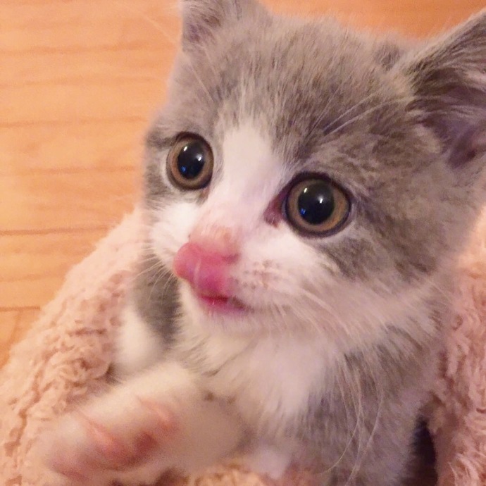 萌萌哒小奶猫图片_萌宠喵星人图片