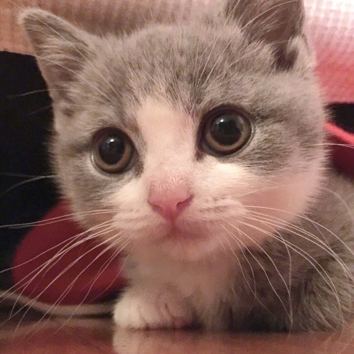 萌萌哒小奶猫图片_萌宠喵星人图片