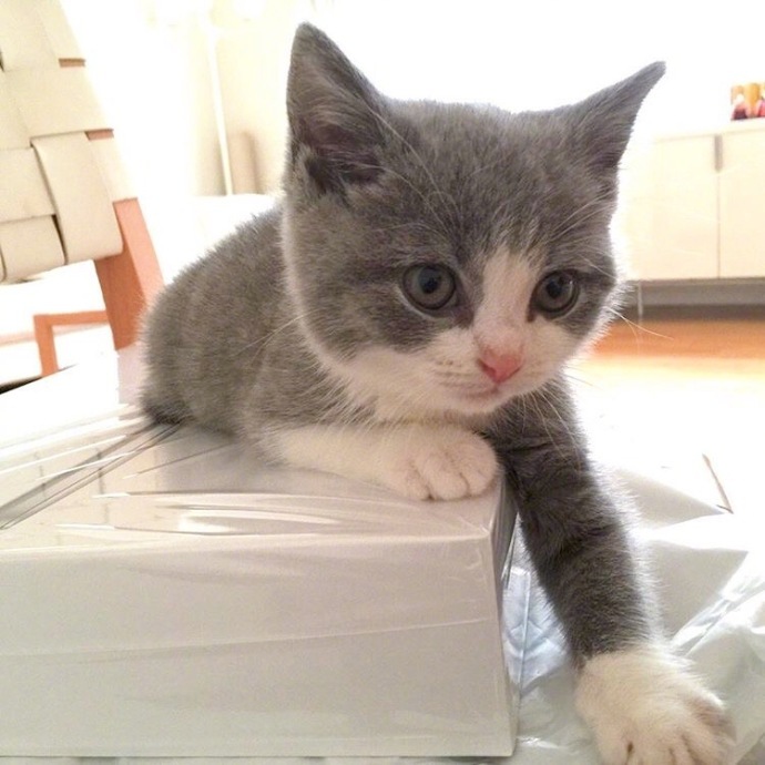 萌萌哒小奶猫图片_萌宠喵星人图片