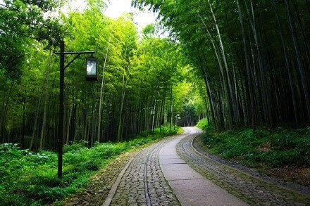 杭州最仙最静的地方云栖竹径风景图片