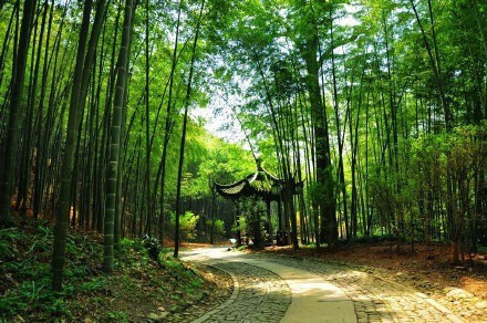 杭州最仙最静的地方云栖竹径风景图片