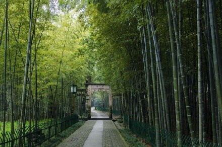 杭州最仙最静的地方云栖竹径风景图片