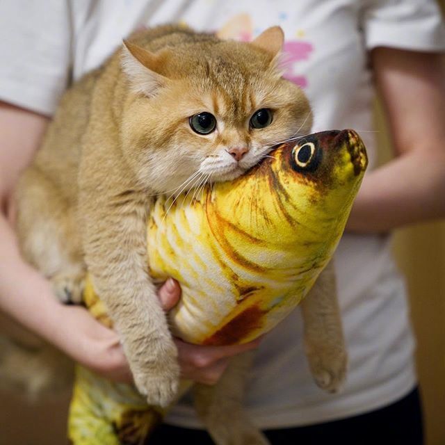 可爱猫咪图片_我不是胖,我只是有点圆