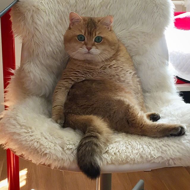 可爱猫咪图片_我不是胖,我只是有点圆