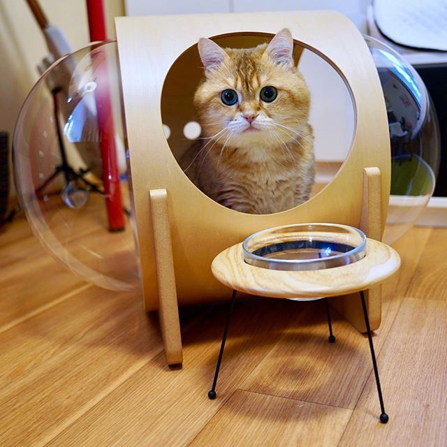 可爱猫咪图片_我不是胖,我只是有点圆