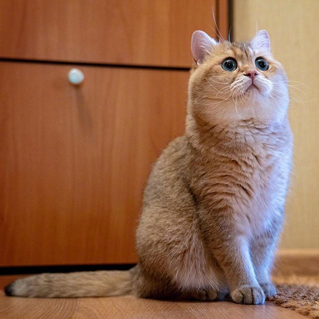 可爱猫咪图片_我不是胖,我只是有点圆