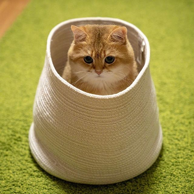 可爱猫咪图片_我不是胖,我只是有点圆