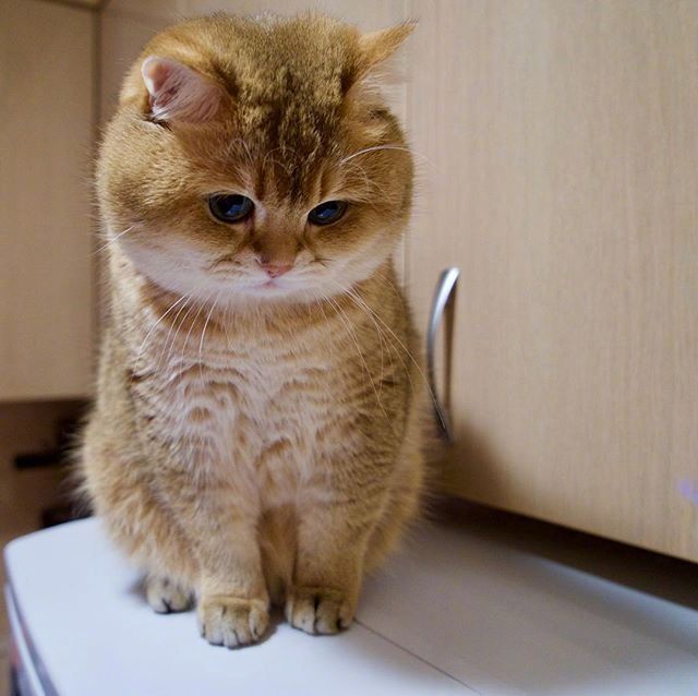 可爱猫咪图片_我不是胖,我只是有点圆