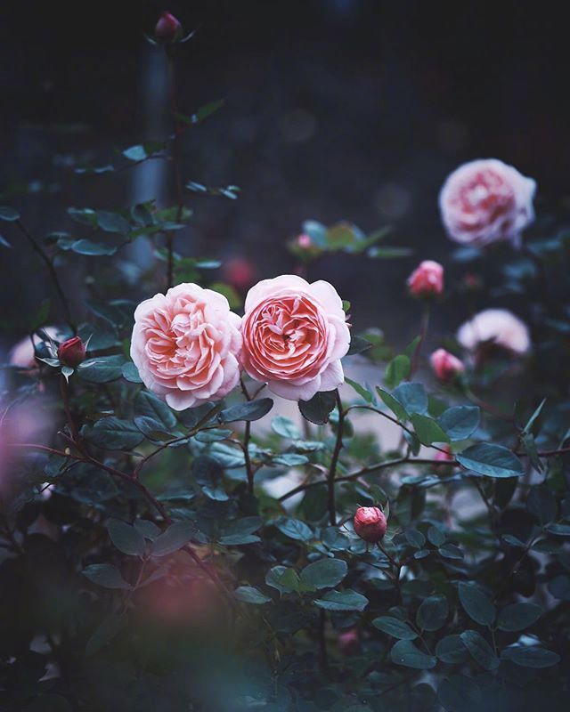 鲜花月季花图片