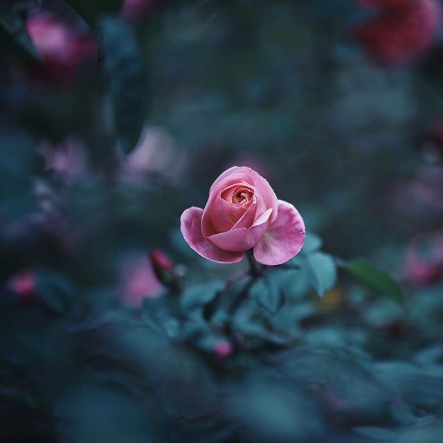 鲜花月季花图片