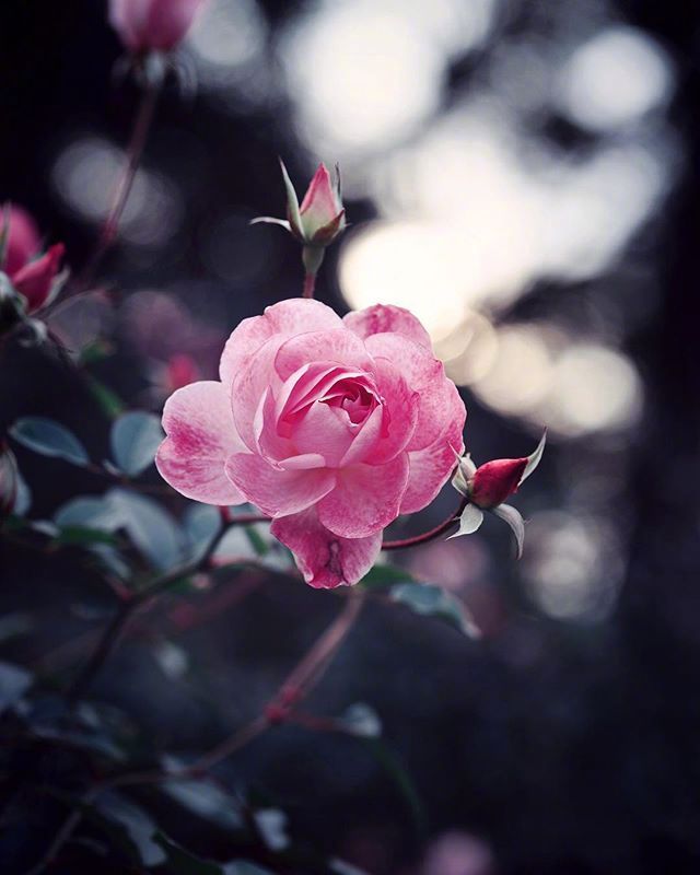 鲜花月季花图片