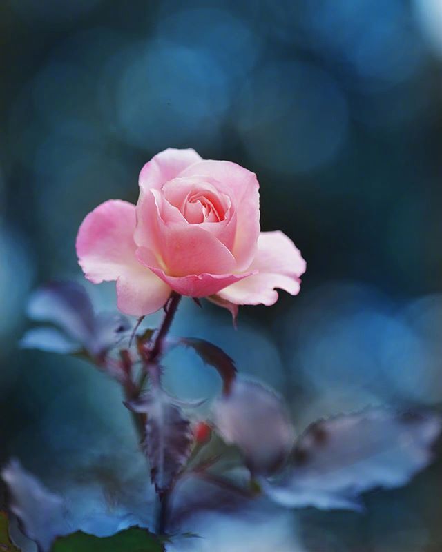 鲜花月季花图片