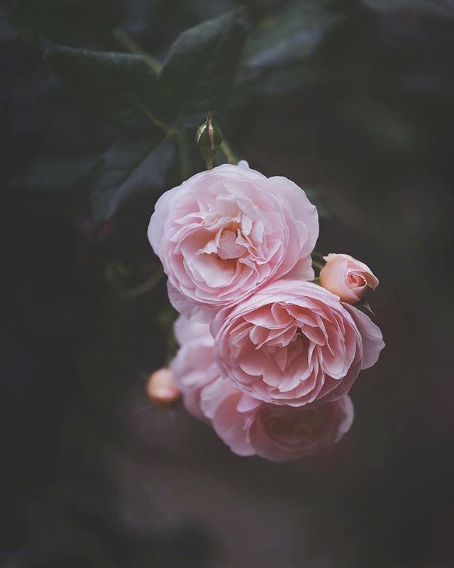 鲜花月季花图片