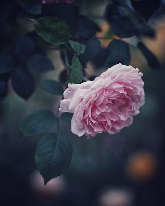 鲜花月季花图片