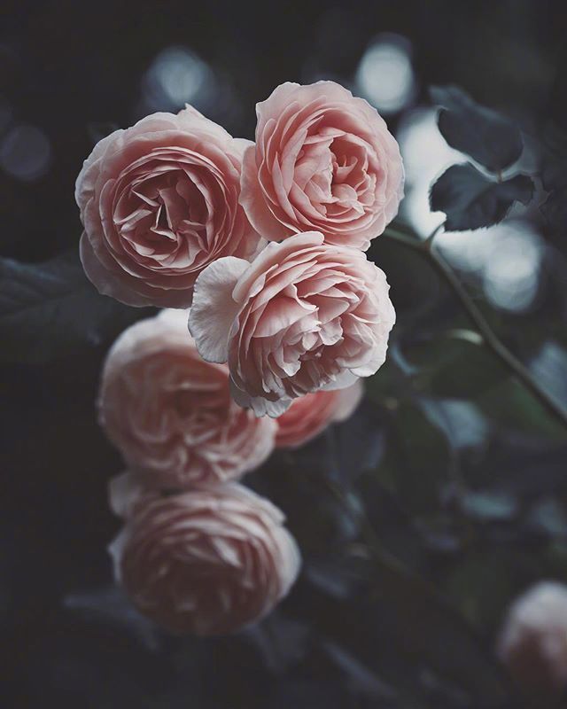 鲜花月季花图片