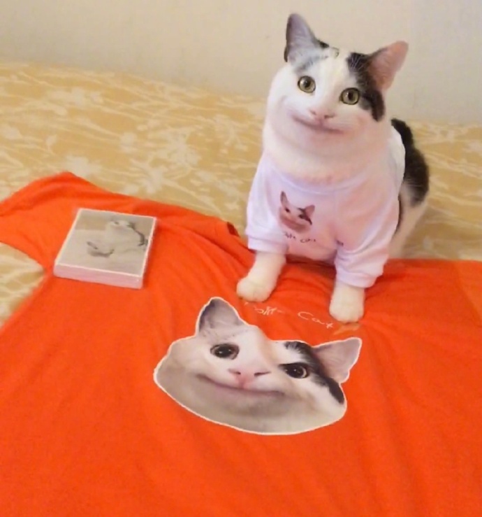 假笑喵星人olli图片_搞笑猫咪图片 ​​​​
