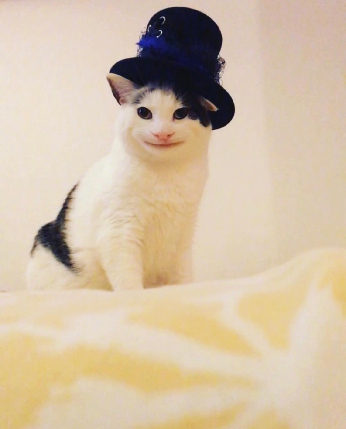 假笑喵星人olli图片_搞笑猫咪图片 ​​​​