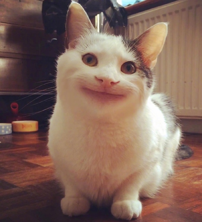 假笑喵星人olli图片_搞笑猫咪图片 ​​​​