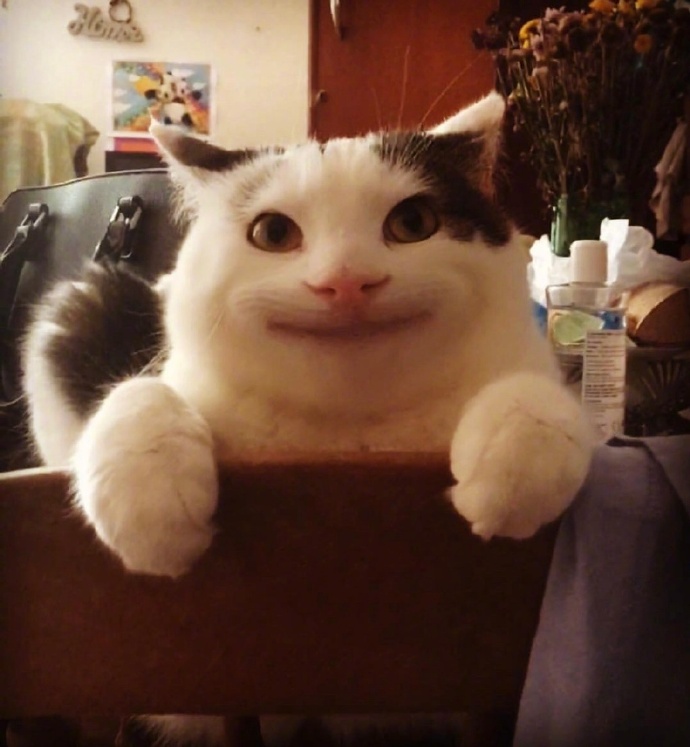 假笑喵星人olli图片_搞笑猫咪图片 ​​​​