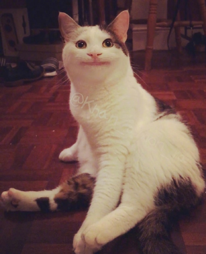 假笑喵星人olli图片_搞笑猫咪图片 ​​​​