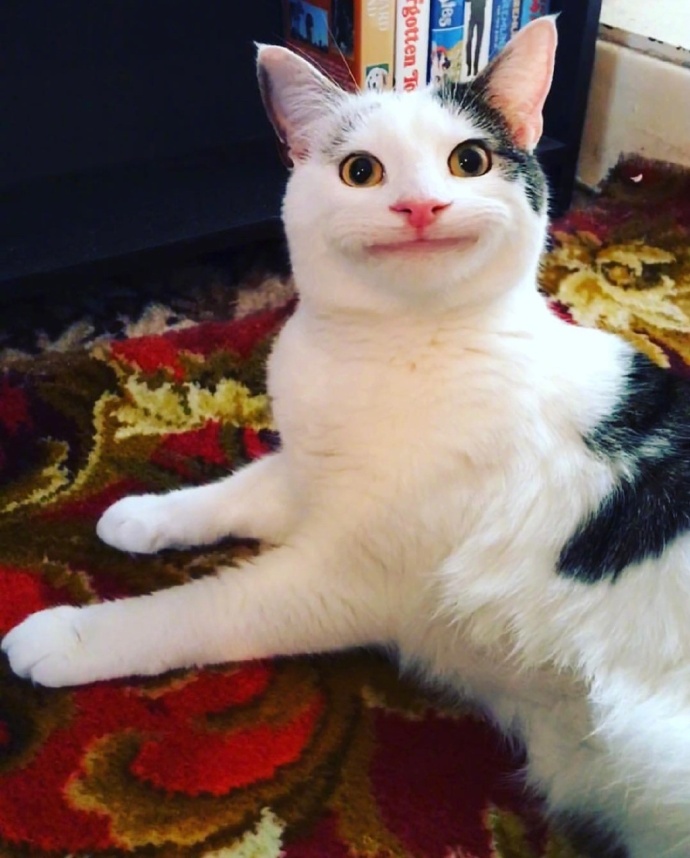 假笑喵星人olli图片_搞笑猫咪图片 ​​​​