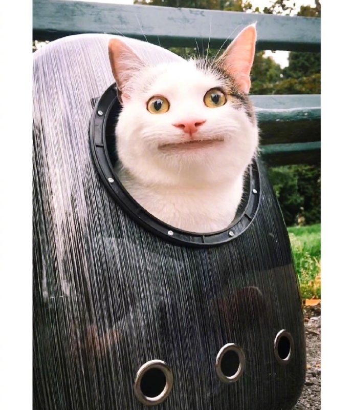 假笑喵星人olli图片_搞笑猫咪图片 ​​​​