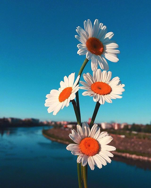 唯美小雏菊图片