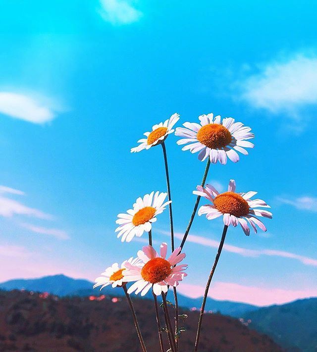 唯美小雏菊图片