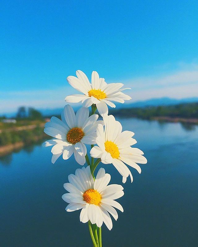 唯美小雏菊图片