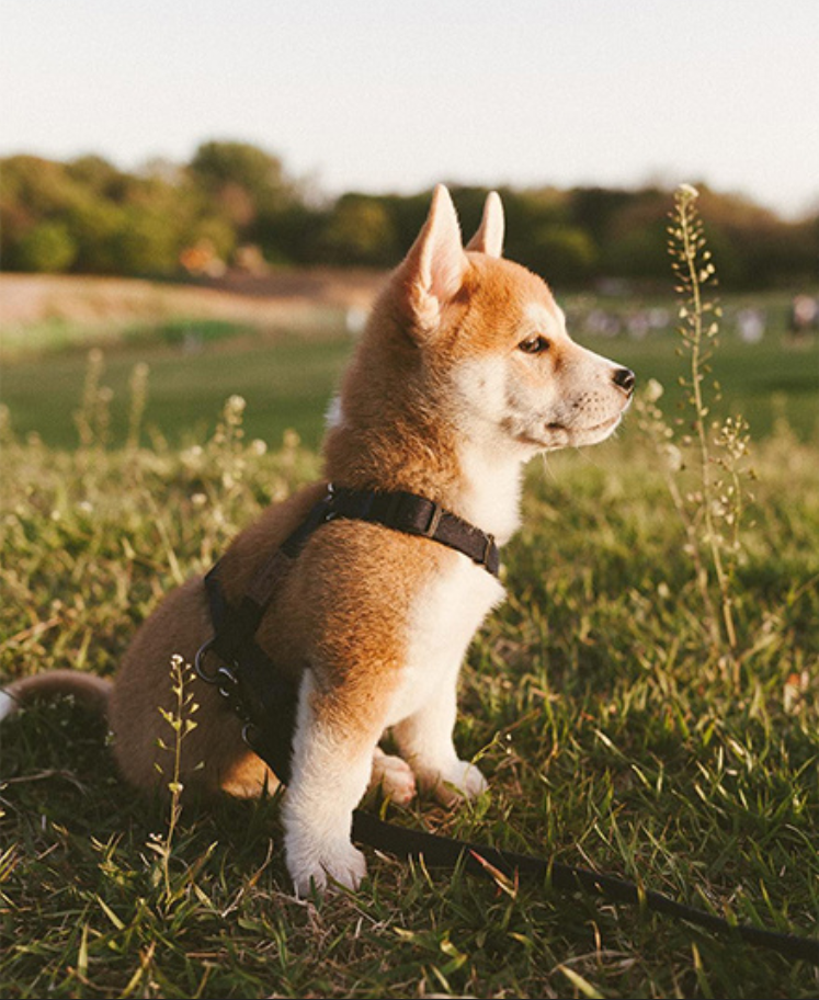 萌宠小柴犬图片_一只忧郁的柴犬优雅冷静图片