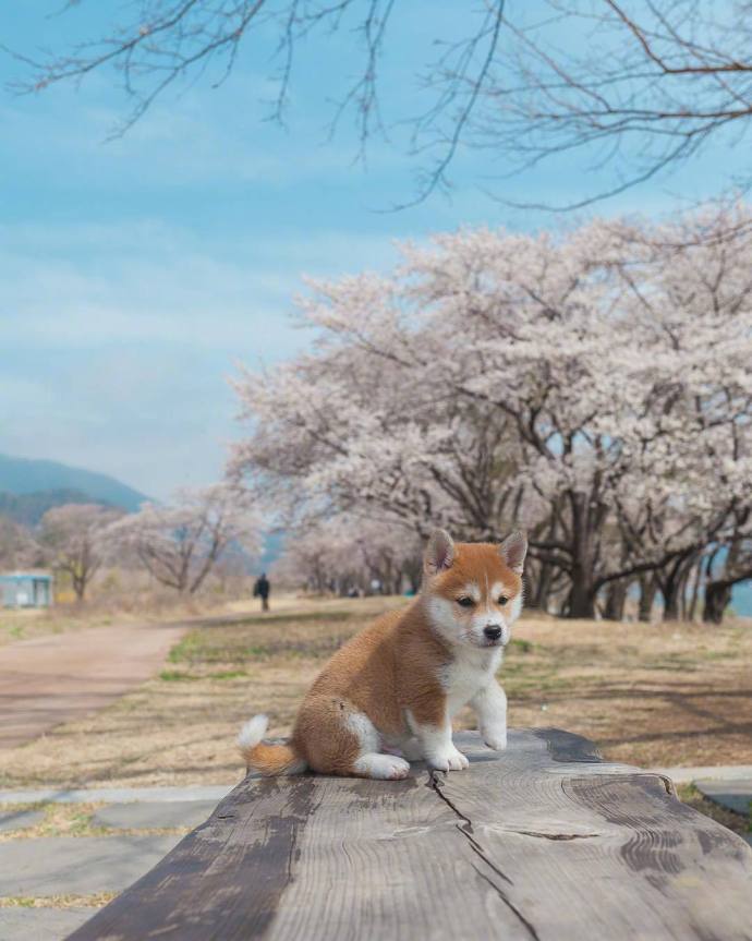 萌宠小柴犬图片_一只忧郁的柴犬优雅冷静图片