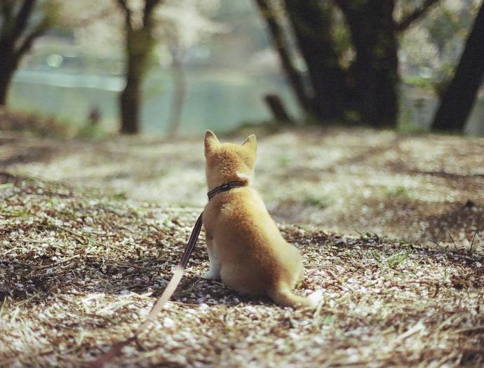 萌宠小柴犬图片_一只忧郁的柴犬优雅冷静图片