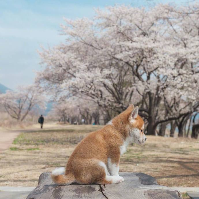 萌宠小柴犬图片_一只忧郁的柴犬优雅冷静图片