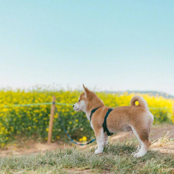 萌宠小柴犬图片_一只忧郁的柴犬优雅冷静图片