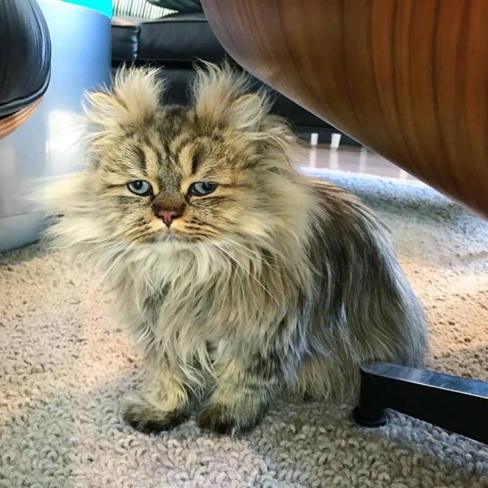萌宠猫咪图片_英国长毛猫咪图片