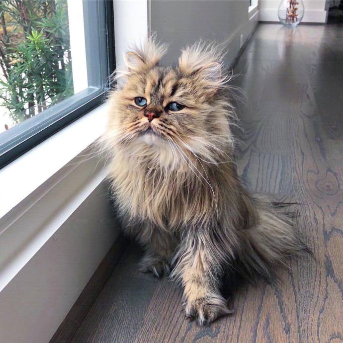 萌宠猫咪图片_英国长毛猫咪图片