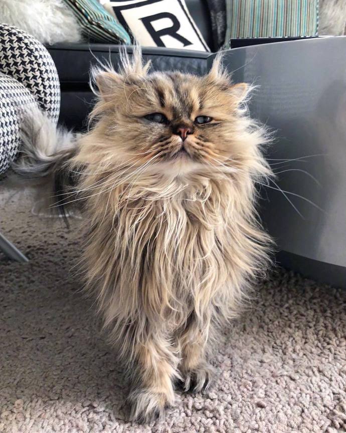 萌宠猫咪图片_英国长毛猫咪图片