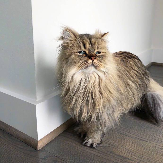 萌宠猫咪图片_英国长毛猫咪图片