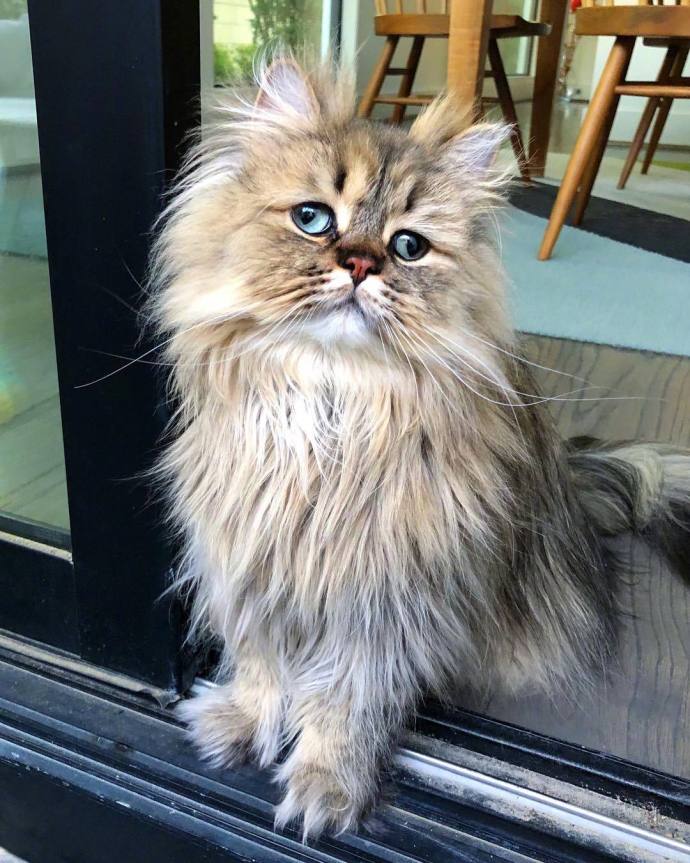 萌宠猫咪图片_英国长毛猫咪图片