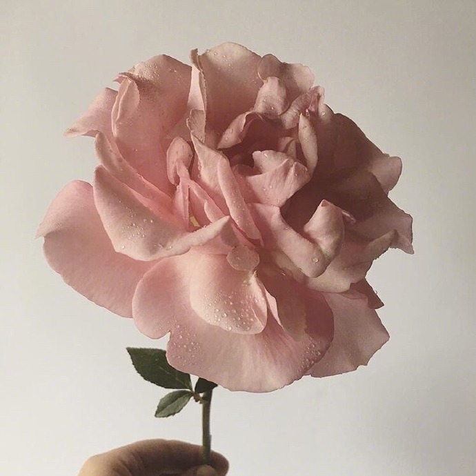 粉红花_唯美粉玫瑰图片